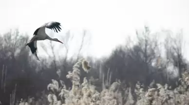 Dicle Nehri Havzası'ndaki leylekler yıllardır göç etmiyor