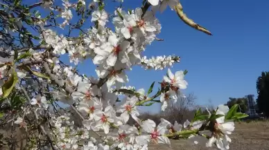 Mersin'de erken bahar müjdesi, badem ağaçları çiçek açtı