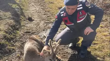 Jandarma ekiplerinin bulduğu yaralı karaca tedavi altına alındı