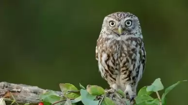 Rüyada Baykuş Görmek Ne Anlama Gelir?