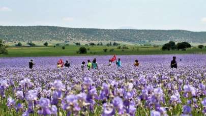 Zambak tarlaları turistlerin ilgi odağı oldu