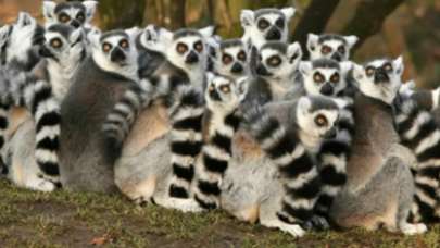 Lemur nedir?