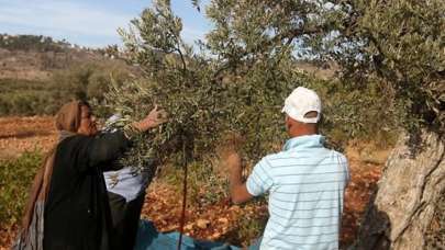 Yüzlerce zeytin ağacını ateşe verdiler