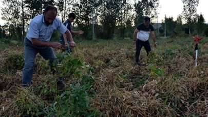 Paraya para demiyorlar! Satışlar tarlada başladı