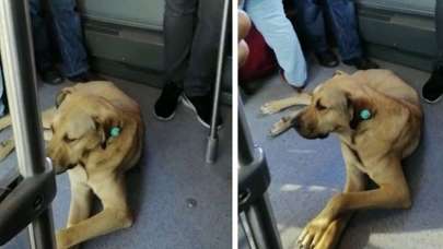 Sevimli köpeğin metrobüs yolculuğu kamerada