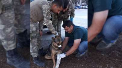 Mehmetçikten Rasulayn'da yaralı köpeğe şefkat eli