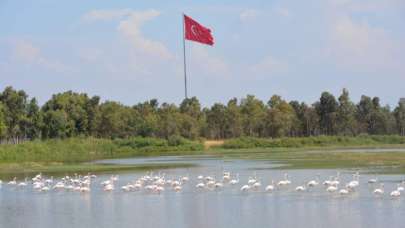 Aliağa Kuş Cenneti görenleri büyülüyor