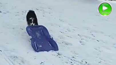 Gülümseten görüntü! Sevimli köpek karın tadını böyle çıkardı