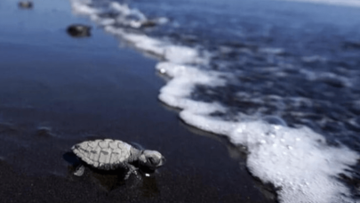 Bilim insanları açıkladı! Yeni bir okyanus oluşuyor