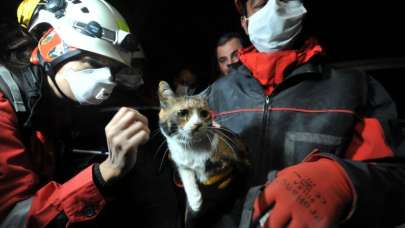 İzmir'de enkazda K-9 köpeği kediyi kurtardı