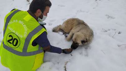 Talas'ın sokak hayvanları özel ekibi