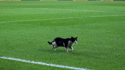 Kadıköy’de sahaya kedi girdi