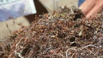 Müsilajın ardından yeni tehlike: Sargassum