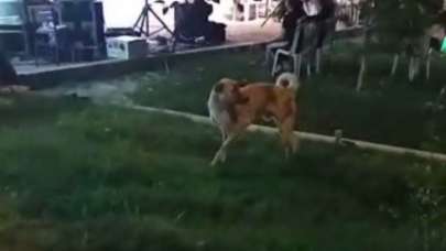 Düğün müziğine kapılan köpek dans etti