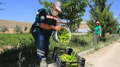 Gölbaşı Belediyesi, ata tohumlarını topraktan sofralara taşıyor