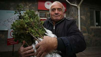 Türkiye'nin en büyük adası "damla sakızı" üretim merkezi oluyor