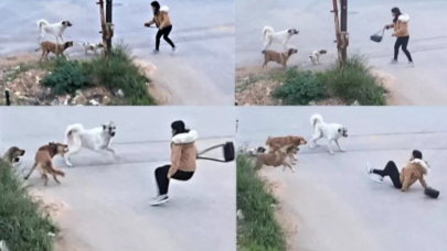 Mersin'de başıboş köpekler genç kıza saldırdı