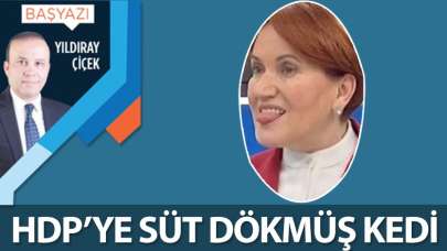 HDP'ye süt dökmüş kedi