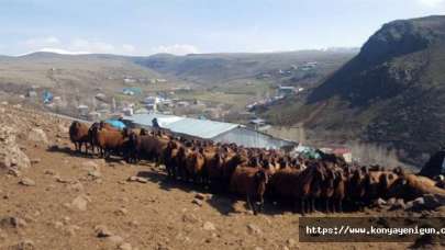 Kahramanmaraş Damızlık Koyun ve Keçi Yetiştiricileri Birliği Personel Alıyor