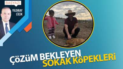 Çözüm bekleyen sokak köpekleri