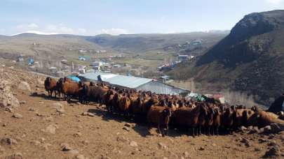 Elazığ Koyun-Keçi Yetiştiricileri Birliği Teknik Eleman Alacak