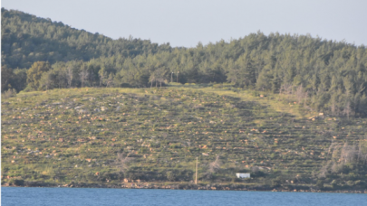 Bodrum'un yanan orman alanları, 21 ay sonra yeşerdi