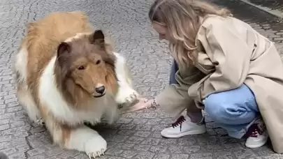 Binlerce dolar harcayıp köpek olmuştu... İlk görüntüler geldi! İşte sosyal medyanın konuştuğu o anlar