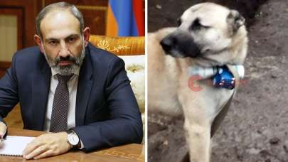 Azerbaycan’ı böyle mi yeneceksin Paşinyan? Köpekten medet umar oldu