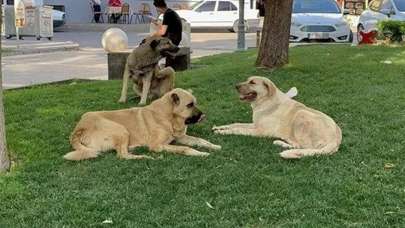 Sahipsiz köpeğin saldırdığı çocuk yüzünden yaralandı