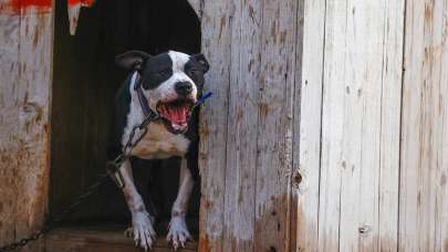 Yaşlı kadının bacağı kesilmişti! Pitbull saldırısında yeni gelişme