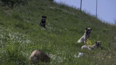 TBMM'ye en çok şikayet edilen konu sahipsiz köpekler oldu