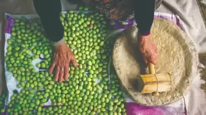 Geleneksel zeytin yetiştiriciliği UNESCO’da!