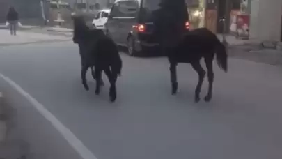 Bursa’da başıboş atlar trafiğe çıktı