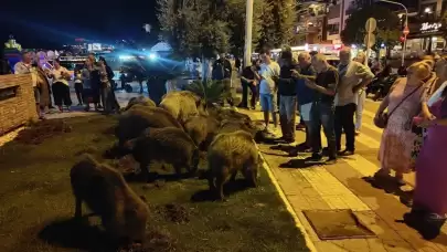 Merkeze yaban domuzları indi, selfie çekinmek için sıraya girdiler