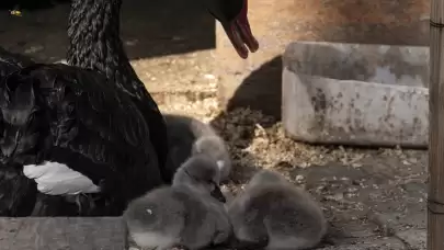 Ankara'nın gözde mekanlarından Kuğulu Park'ta kuğu yavruları doğdu