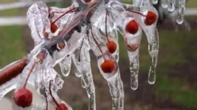 Orta Karadeniz için 'zirai don' uyarısı