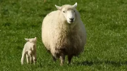 Rüyada Koyun Eti Görmek Ne Anlama Gelir?