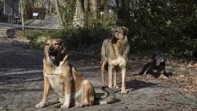 Hayvanını sokağa atana 10 kat ceza