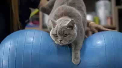 Obez kedi Şiraz'ın muhteşem değişimi: Pilates ve yüzmeyle 6 kilo verdi