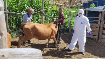 Adana'da şarbon alarmı! Aşılama çalışması başlatıldı