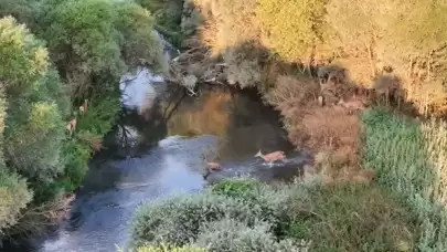 Milli Parklar'da doğaseverler için heyecan verici bir deneyim: Ceylanlarla buluşmaya hazır olun!