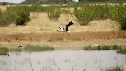 Kırklareli'nde buğday hasadı ve leyleklerin dansı