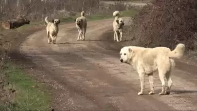 Başıboş sokak köpeklerine ilişkin kanun teklifinde değişiklik...