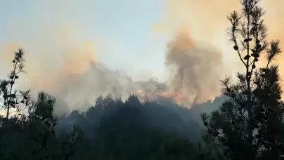 Kahramanmaraş'ta orman yangını