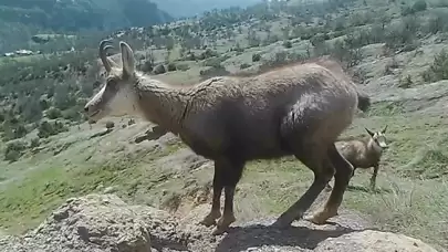 Sürüden ayrıldı kameralara poz verdi! "Kendinden emin ve dikkat çekici"