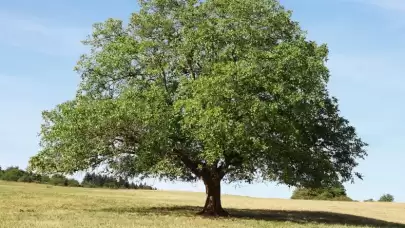 Ceviz Ağacı Altında Neden Oturulmaz?