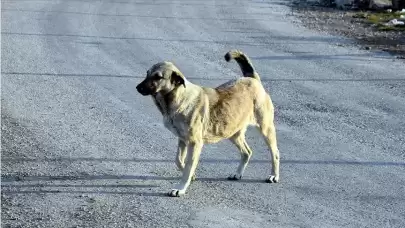 Hayvanları Koruma Kanunu'nda değişiklik! Sahipsiz köpekler İçin yeni düzenlemeler