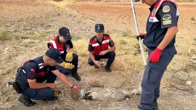 Türkiye'de nadir görülüyordu, yaralı halde bulundu