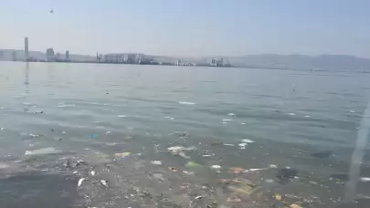 İzmir'de ölü balık alarmı! Çevredekiler tedirgin!