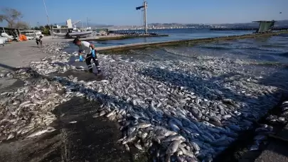 Balık ölümlerinde İzmir Büyükşehir Belediyesi'ne milyonluk ceza